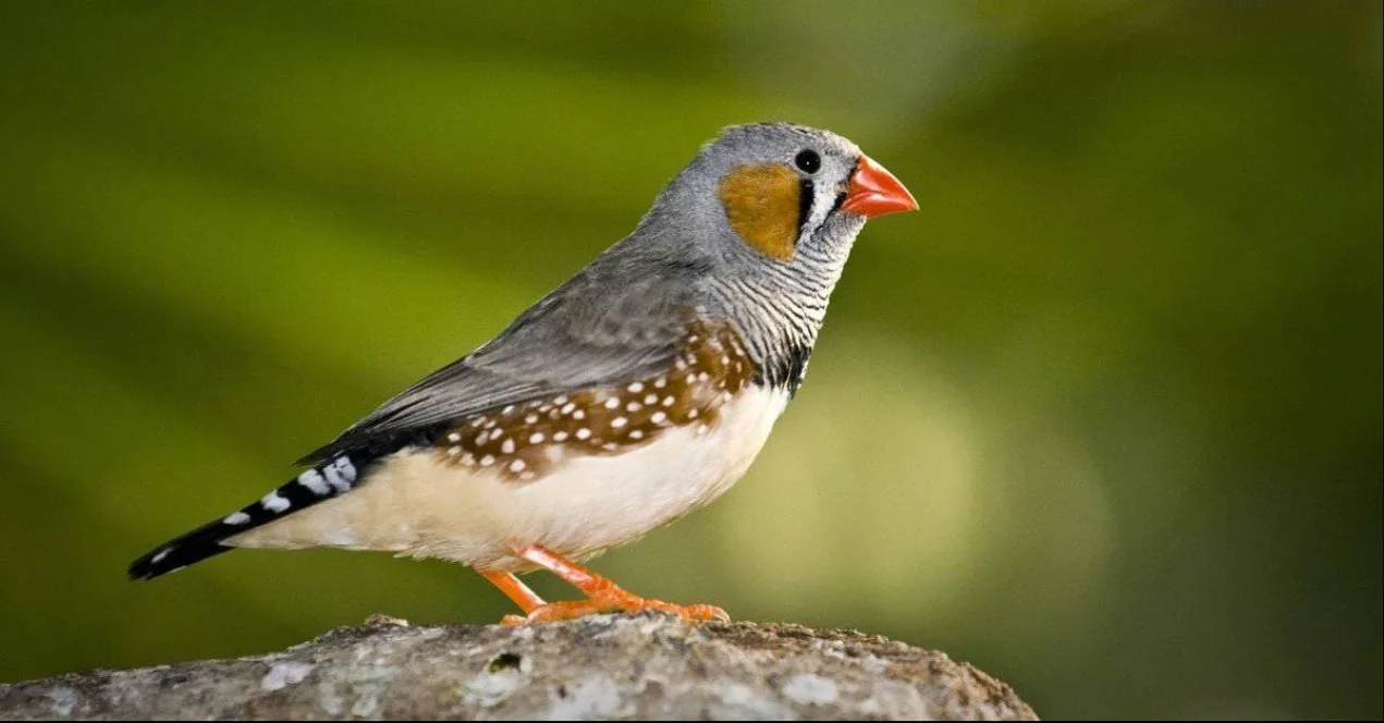 Scientists Produce First Complete Zebra Finch Genome, Find 2,710 Hidden Genes - illustration
